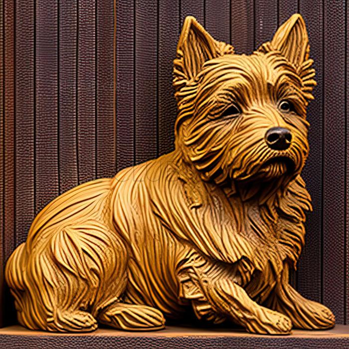 st Norwich Terrier dog